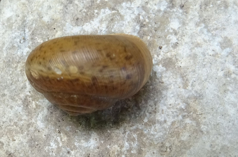 Euomphalia strigella o Monachoides incarnatus ?...Euomphalia